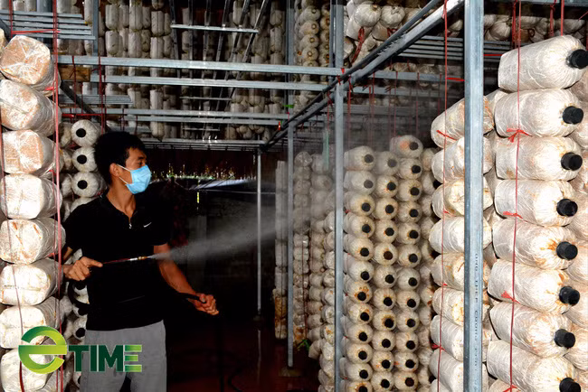 Anh Hoàng Trọng Vinh thường xuyên kiểm tra và tăng cường độ ẩm cho xưởng nấm.