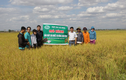 Vụ đông xuân năm 2020, năng suất lúa trung bình đạt 8,3 tấn/ha.