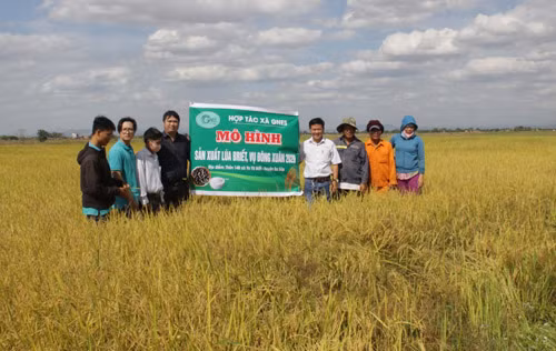 Vụ đông xuân năm 2020, năng suất lúa trung bình đạt 8,3 tấn/ha.