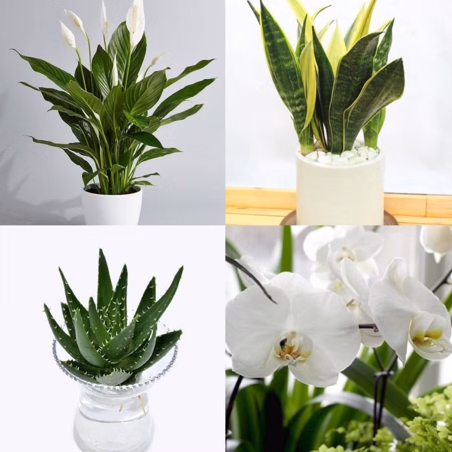 Đồ họa: Thanh Bình