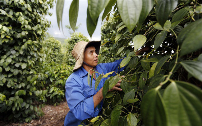 Trước đó, ngày 27/5, thị trường giao dịch hồ tiêu cũng đã có một phiên sôi động khi giá tiêu tại Tây Nguyên đồng loạt tăng từ 3.000 – 3.500 đồng/kg. Trong ảnh: Nông dân trồng tiêu ở Lâm Đồng lo lắng khi giá tiêu xuống thấp trong khoảng 3 năm gần đây. (ảnh Hoàng Hạnh) Trước đó, ngày 27/5, thị trường giao dịch hồ tiêu cũng đã có một phiên sôi động khi giá tiêu tại Tây Nguyên đồng loạt tăng từ 3.000 – 3.500 đồng/kg. Trong ảnh: Nông dân trồng tiêu ở Lâm Đồng lo lắng khi giá tiêu xuống thấp trong khoảng 3 năm gần đây. (ảnh Hoàng Hạnh)