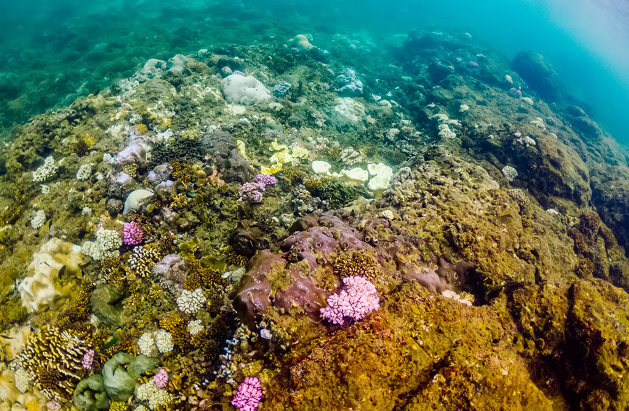 San hô nhiều màu sắc tuyệt đẹp