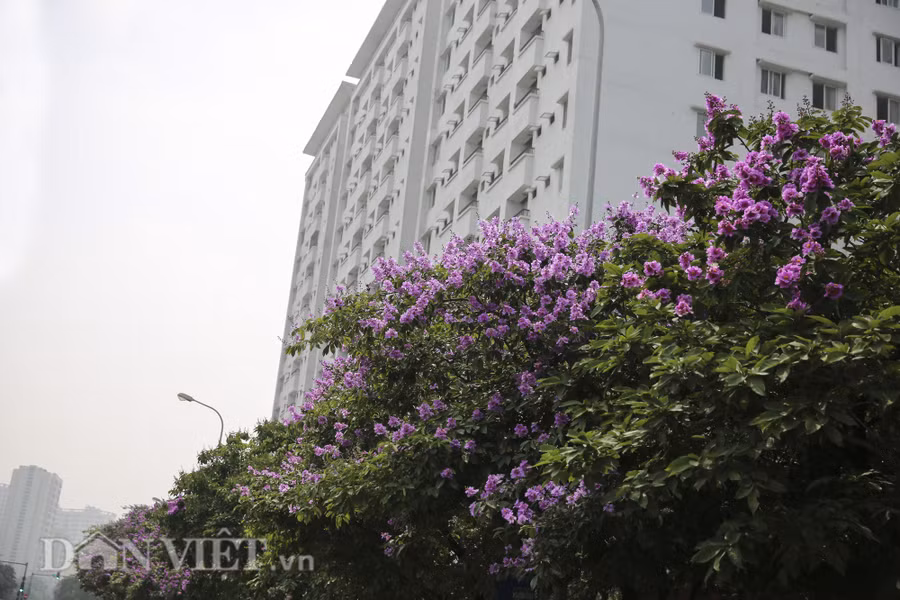 Hoa bằng lăng được trồng trên nhiều con phố của Thủ Đô. Trong đó, một số tuyến phố như; Kim Mã, Đào Tấn, Trần Thái Tông, Phạm Văn Bạch, Thợ Nhuộm, Đinh Tiên Hoàng... là những nơi trồng nhiều cây bằng lăng nhất. Hoa bằng lăng được trồng trên nhiều con phố của Thủ Đô. Trong đó, một số tuyến phố như; Kim Mã, Đào Tấn, Trần Thái Tông, Phạm Văn Bạch, Thợ Nhuộm, Đinh Tiên Hoàng... là những nơi trồng nhiều cây bằng lăng nhất.