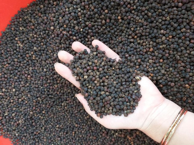 Giá tiêu bất ngờ tăng mạnh tới 7.000-7.500 đồng/kg chỉ trong 1 phiên. Đây là mức tăng cao nhất trong 1 năm nay. Ảnh: I.T Giá tiêu bất ngờ tăng mạnh tới 7.000-7.500 đồng/kg chỉ trong 1 phiên. Đây là mức tăng cao nhất trong 1 năm nay. Ảnh: I.T