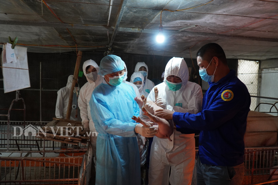 Quy định nghiêm cấm hành vi chăn nuôi trong nội thành, nội thị sẽ có lộ trình thực hiện trong 5 năm kể từ khi Luật Chăn nuôi có hiệu lực, bắt đầu từ đầu năm 2020