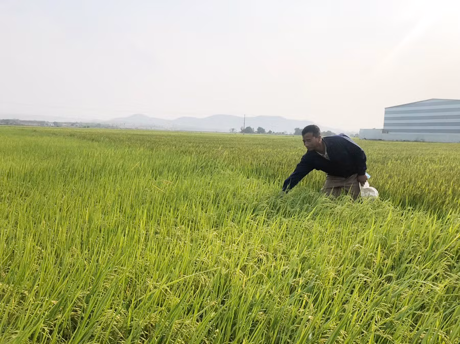 Không chỉ cung ứng vật tư nông nghiệp, ông Nghĩa còn thường xuyên xuống ruộng để hướng dãn hội viên. Ảnh: Anh Huy