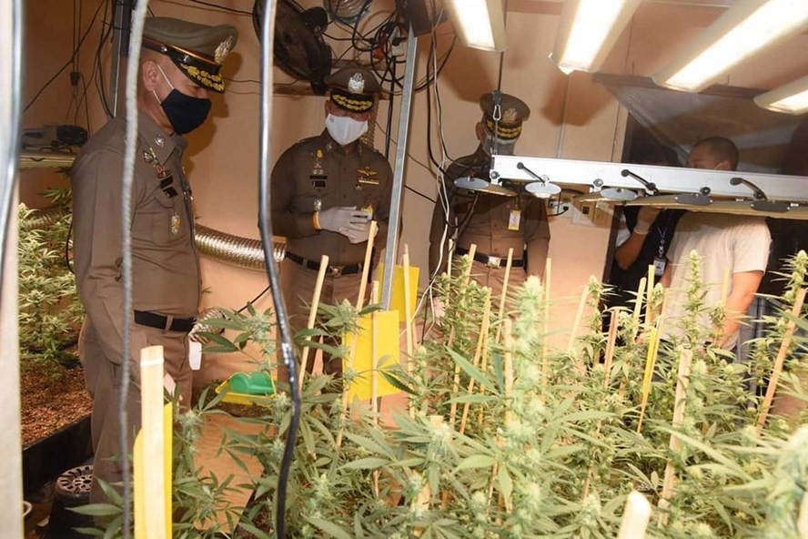 Cảnh sát bắt quả tang tội phạm trồng cần sa tại một toà nhà thương mại ở Bangkok, Thái Lan. Ảnh: Cảnh sát Thái Lan