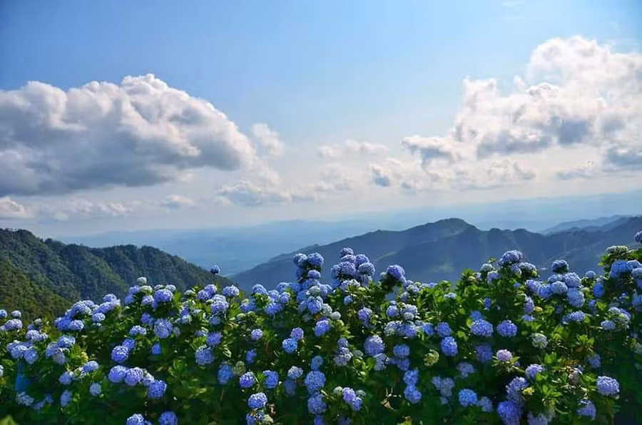 Thời tiết mát mẻ, hoa cẩm tú cầu nở rộ, non cao hùng vỹ cùng với đó là rừng thông xanh mướt tạo nên cảnh đẹp chẳng khác gì Đà Lạt.