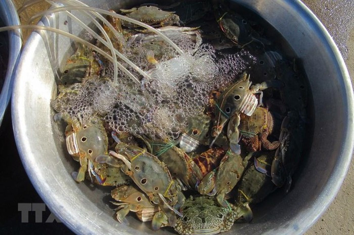 Ghẹ sống được bán ở chợ Nại. (Ảnh: Nguyễn Thành/TTXVN) Ghẹ sống được bán ở chợ Nại. (Ảnh: Nguyễn Thành/TTXVN)