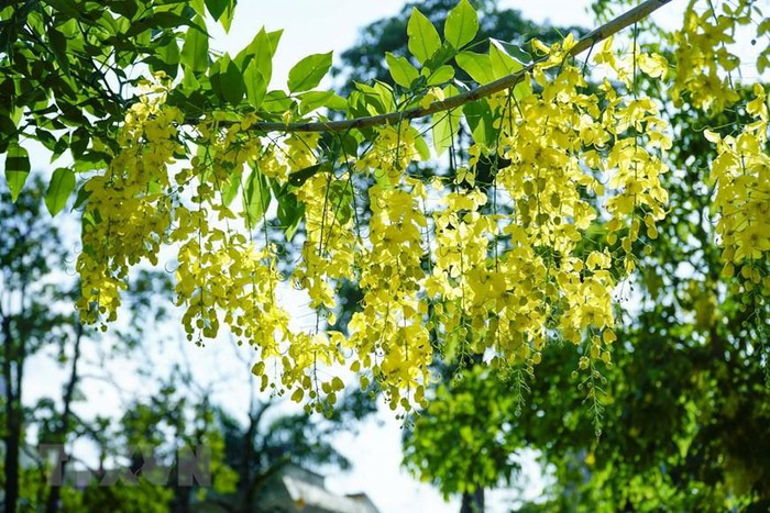Những ngày tháng 5 này, hoa muồng hoàng yến bắt đầu nở rộ, khoe sắc vàng rực rỡ hai bên bờ con sông Nậm Rốm lịch sử ở thành phố Điện Biên Phủ (tỉnh Điện Biên). (Ảnh: Xuân Tư/TTXVN)
