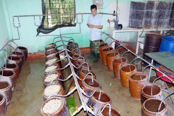 Hệ thống ngâm ủ giá đỗ của Trường Quân sự Quân đoàn 3. Ảnh: V.D.H