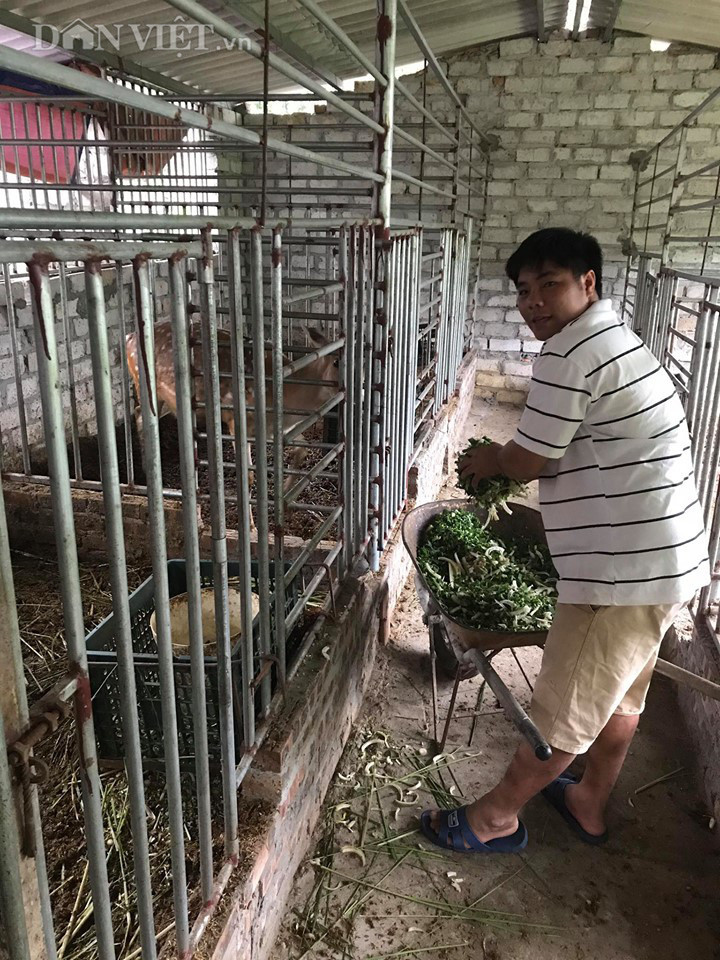 Theo anh Sơn, hươu vốn là động vật hoang dã, nhưng khi đã thuần thì rất dễ nuôi, ít gặp dịch bệnh.