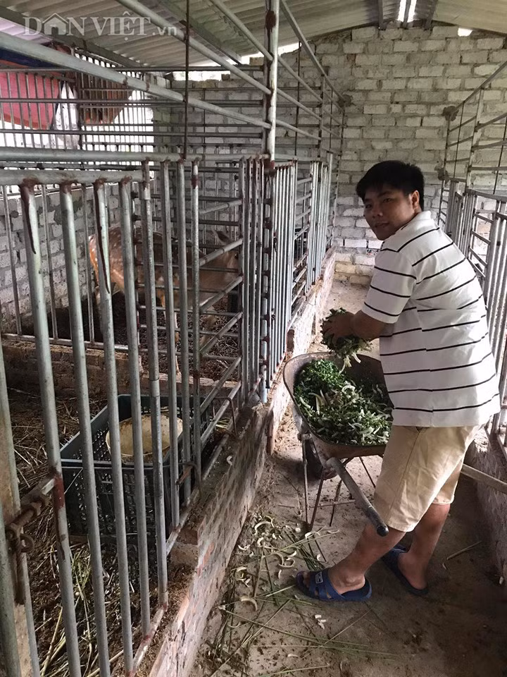 Theo anh Sơn, hươu vốn là động vật hoang dã, nhưng khi đã thuần thì rất dễ nuôi, ít gặp dịch bệnh.