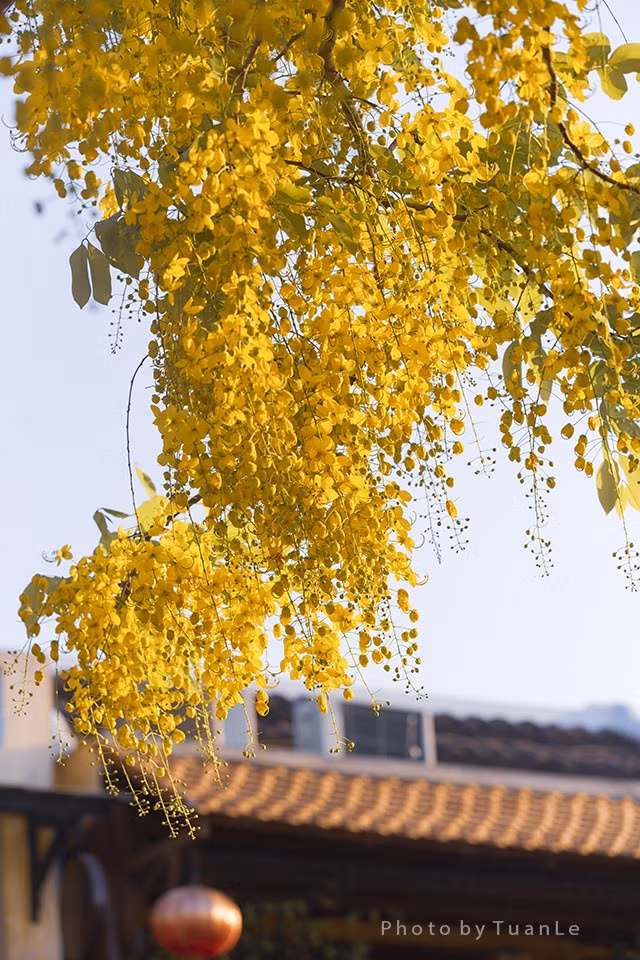 Cùng lúc đó, Muồng hoàng yến cũng vừa độ bung nở quanh những con đường dòng bờ sông Hoài.