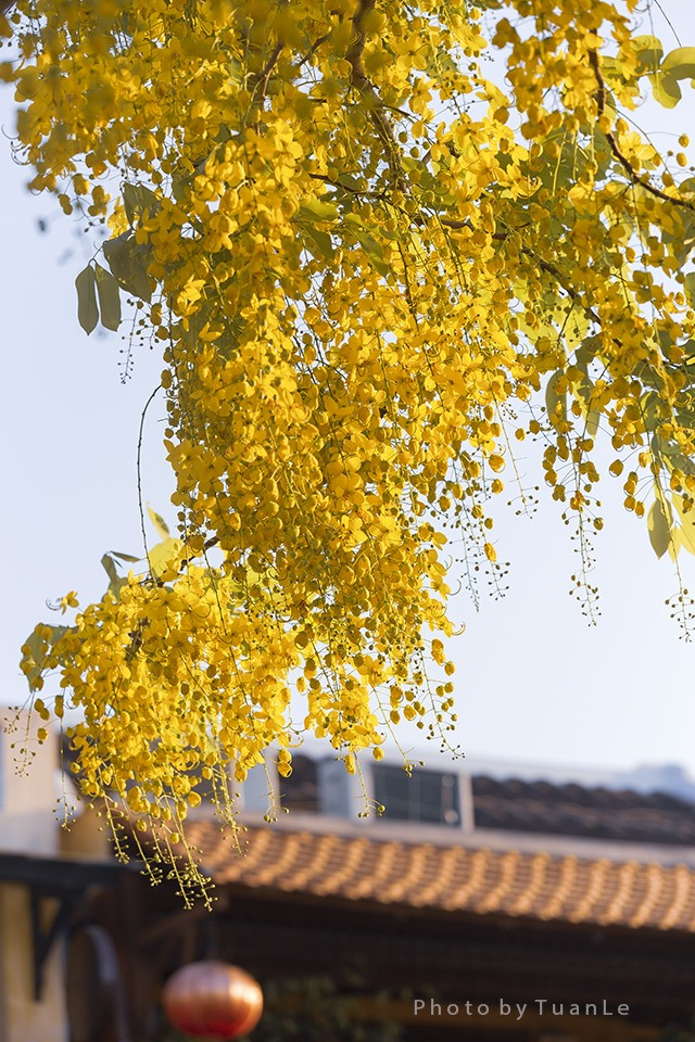 Cùng lúc đó, Muồng hoàng yến cũng vừa độ bung nở quanh những con đường dòng bờ sông Hoài.