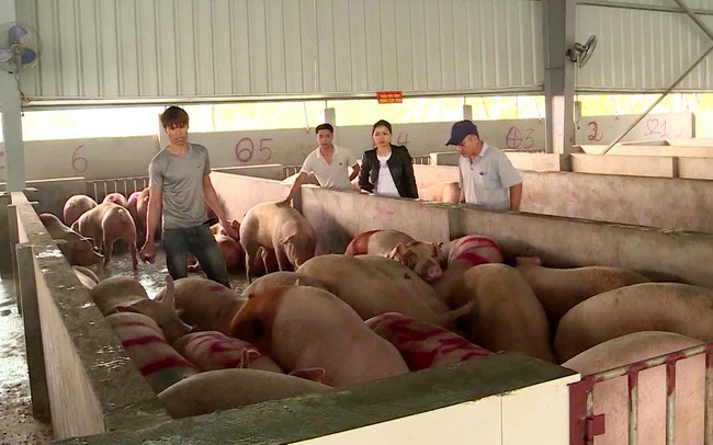 Nhiều trại nuôi ở Đồng Nai chủ động thực hiện an toàn sinh học để bảo vệ đàn trước dịch tả lợn châu Phi. Ảnh: N.V