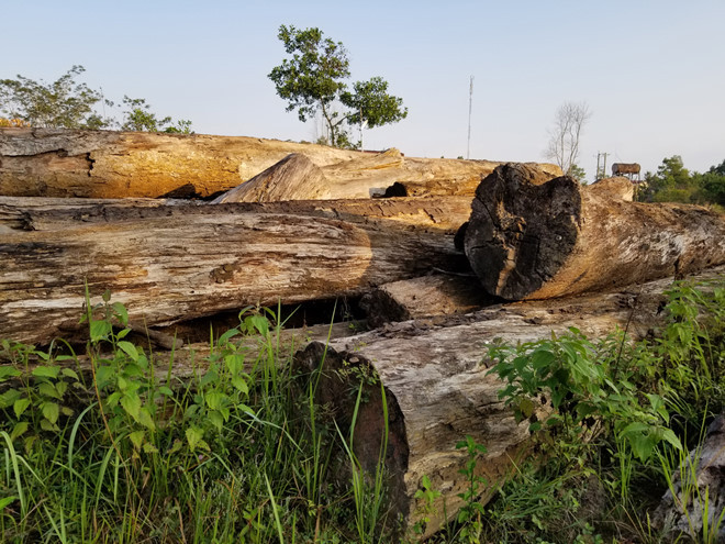 Bãi gỗ tang vật của đại án phá rừng trái phép tại Công ty Lộc Bắc ẢNH: LÂM VIÊN