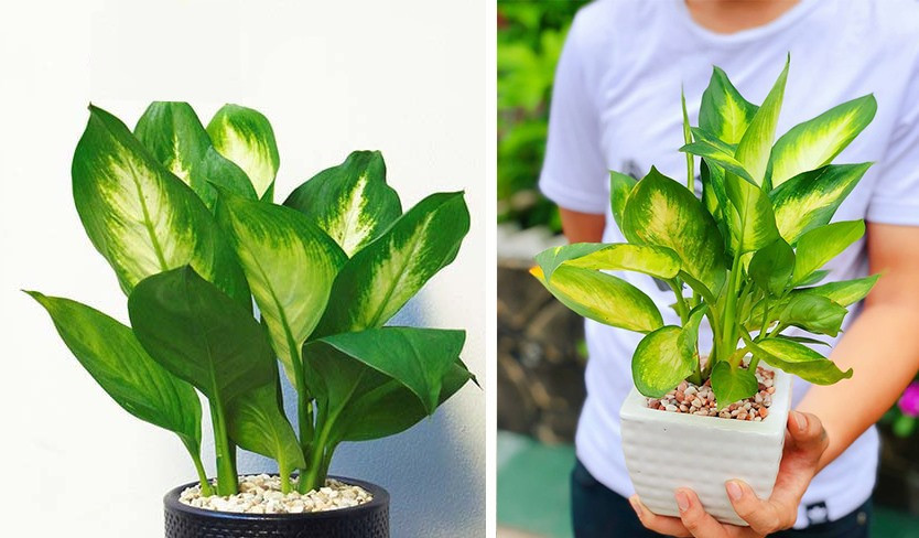 Vạn niên thanh là một cỗ máy điều hòa sinh học, nhờ khả năng hấp thụ các thán khí và trả lại cho môi trường lượng O2. Đồ họa: Phan Anh Vạn niên thanh là một cỗ máy điều hòa sinh học, nhờ khả năng hấp thụ các thán khí và trả lại cho môi trường lượng O2. Đồ họa: Phan Anh