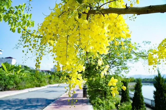 Muồng hoàng yến nở thành từng chùm, cánh hoa mỏng với màu vàng rực rỡ. (Ảnh: Xuân Tư/TTXVN)