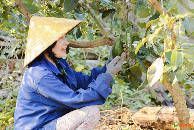 Quả bơ, loại trái cây đặc sản của quê hương Đắk Lắk là nguồn cảm hứng khởi nghiệp của chị Hằng.