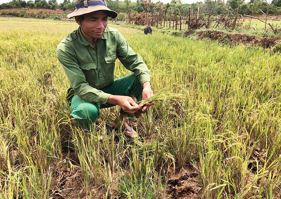 Ông Đinh Phát-Trưởng thôn Tơ Drah (xã Bar Măih, huyện Chư Sê) bên một ruộng lúa bị giảm năng suất 50-70% do nắng hạn. Ảnh: L.N