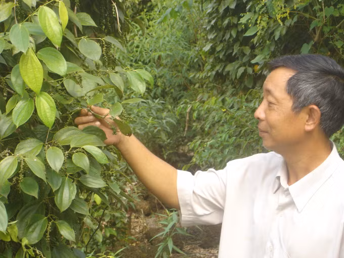  Một vườn tiêu ở Long Khánh, Đồng Nai. Ảnh: Thanh Sơn.