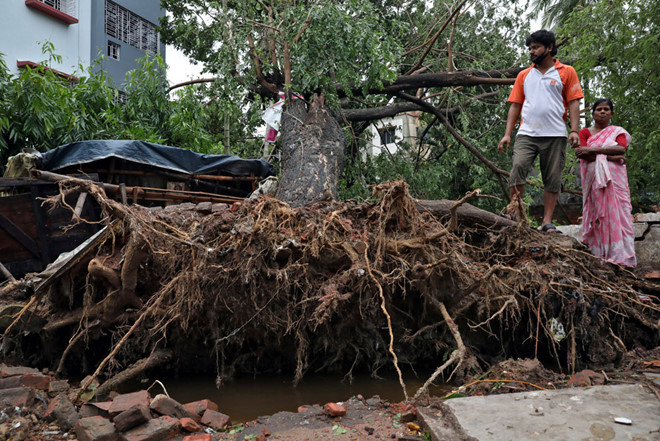 Cây lớn bật gốc do bão ở Kolkata, thủ phủ bang Tây Bengal, Ấn Độ - Ảnh: Reuters