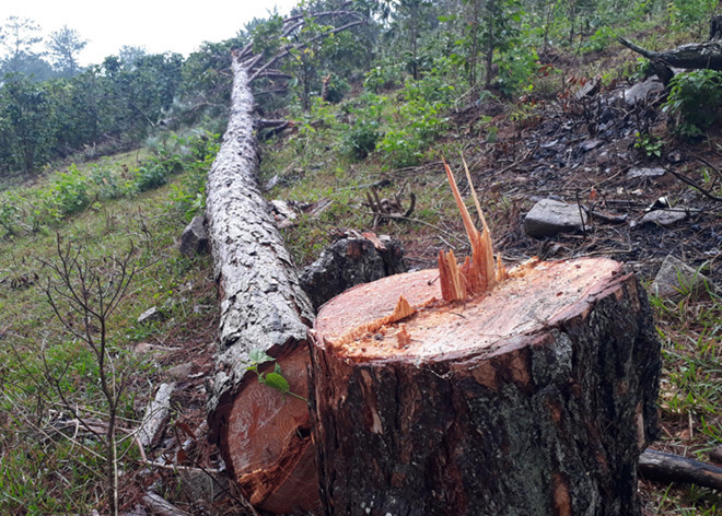 Cây thông cao hơn 10m cạnh vườn cà phê bị triệt hạ tại chân núi Lang Biang ẢNH: LÂM VIÊN