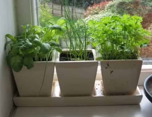 Trồng cây trong nhà bếp vừa tạo không gian xanh mát vừa có khả năng thanh lọc không khí. Ảnh: Minh Hoàng.