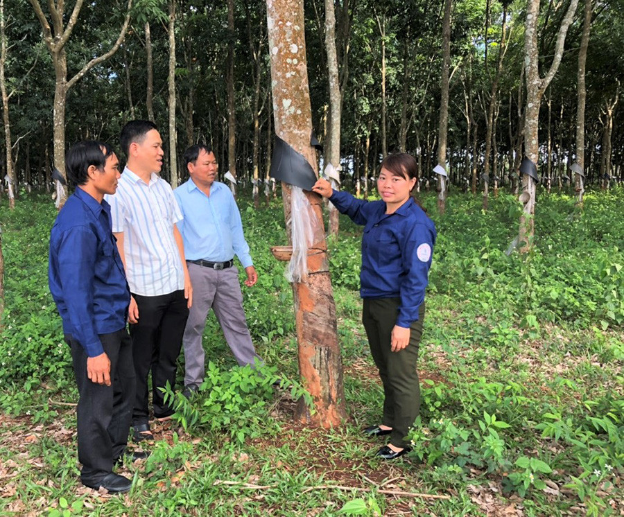  Chị Đỗ Thị Hòa cùng lãnh đạo, công nhân Nông trường kiểm tra vườn cây cao su. Ảnh: H.T