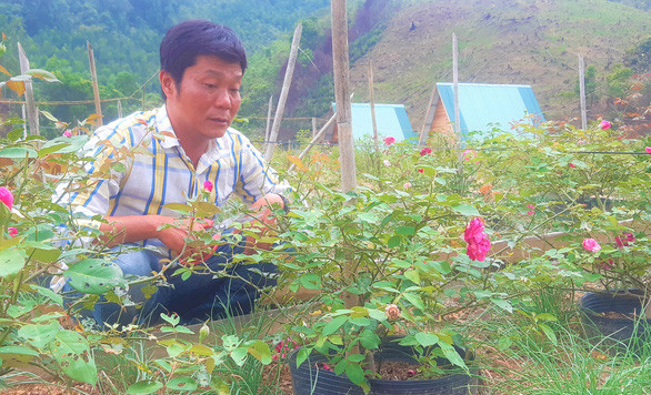 Nguyễn Xuân Minh (xã A Tiêng, huyện Tây Giang) là chủ một trang trại hoa hồng rộng 1,3 hecta - Ảnh: ĐỨC TÀI