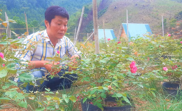 Nguyễn Xuân Minh (xã A Tiêng, huyện Tây Giang) là chủ một trang trại hoa hồng rộng 1,3 hecta - Ảnh: ĐỨC TÀI