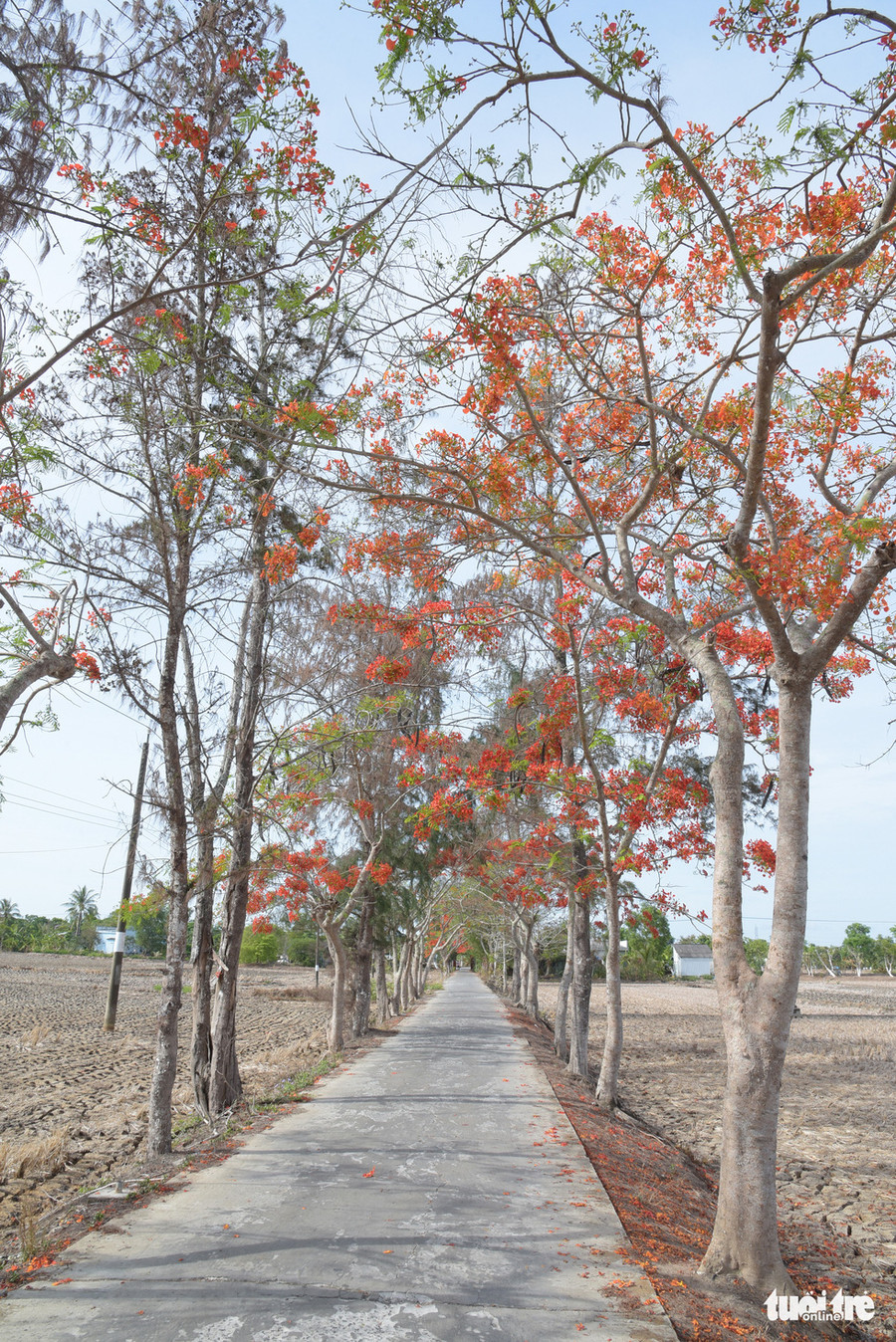 Những cành phượng đỏ vươn dài, che hết lòng đường vừa đẹp, vừa mát - Ảnh: CHÍ QUỐC