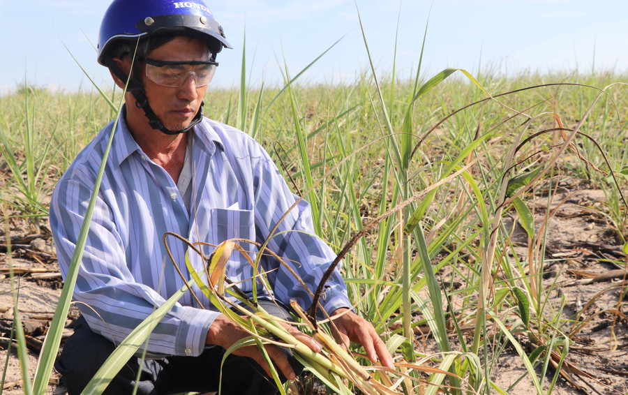 Sau cơn “mưa vàng”, diện tích mía bị nhiễm bệnh than ở huyện Kbang đã giảm xuống còn 402 ha. Ảnh: An Phát