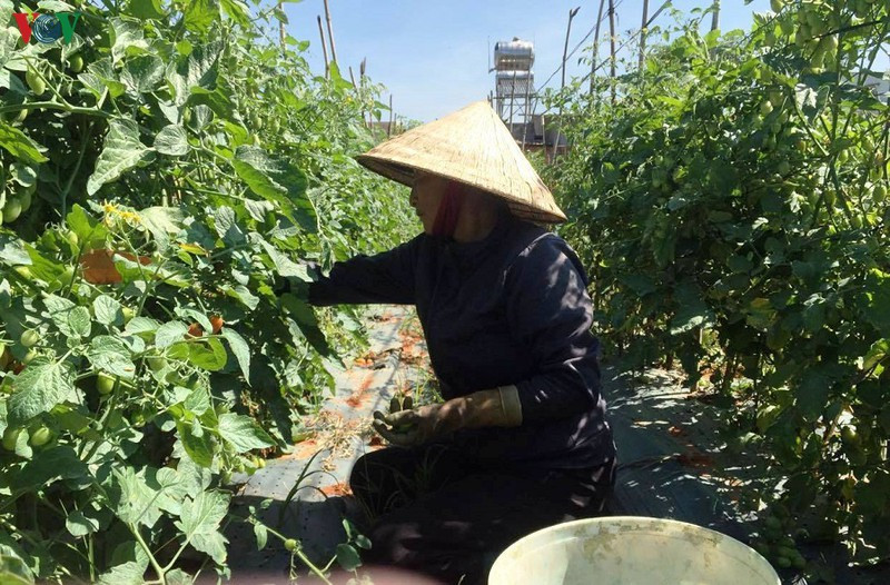 Người trồng rau ở Đức Trọng thu hoạch cà chua.