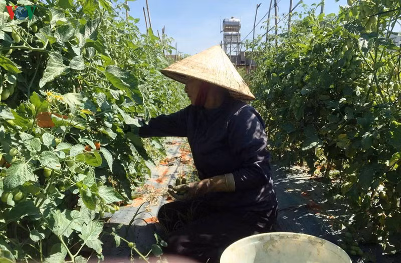 Người trồng rau ở Đức Trọng thu hoạch cà chua.