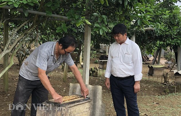 Nhờ ham mê thích thú nghề nuôi ong và chịu khó học hỏi qua sách báo rồi đúc rút kinh nghiệm thực tế , ông Phong đã giàu lên từ nuôi ong, mỗi năm thu lãi hàng trăm triệu đồng.