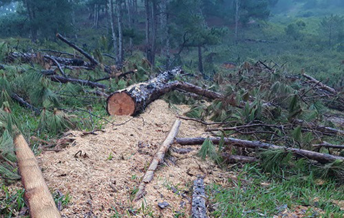 Rừng thông 3 lá dưới chân núi Lang Biang bị cưa hạ nằm ngổn ngang Ảnh: LÂM VIÊN