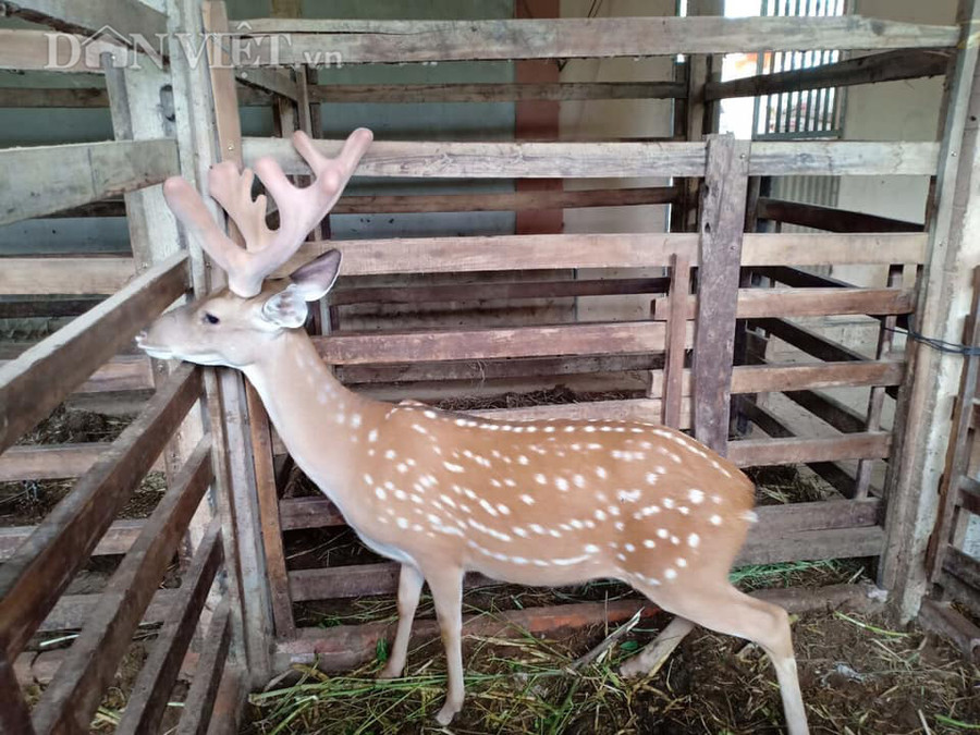 Theo anh Sơn, trọng lượng của mỗi cặp nhung hươu khu cắt đạt từ 0,5 - 0,7kg.