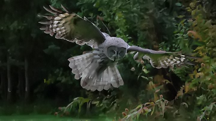 Hầu hết các chuyên gia tin rằng "huyền điểu" được người xưa nói đến là "hào" (vọ) – cách gọi cổ xưa của cú. Hầu hết các chuyên gia tin rằng