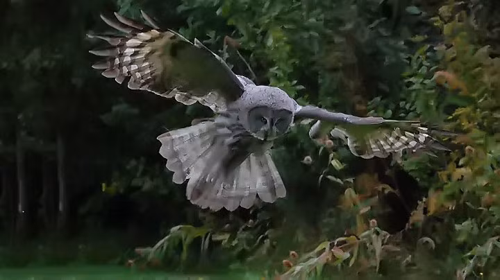 Hầu hết các chuyên gia tin rằng 