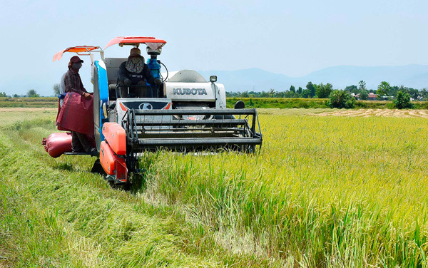 Nông dân huyện Phú Thiện thu hoạch lúa. Ảnh: Đ.T