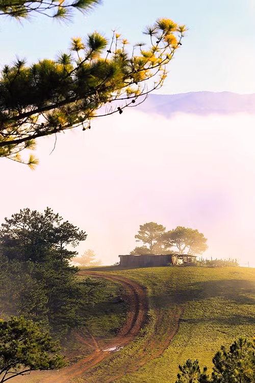 Đồi cỏ hồng quanh hồ Suối Vàng nằm ngay chung quanh khu du lịch Thung Lũng Vàng.