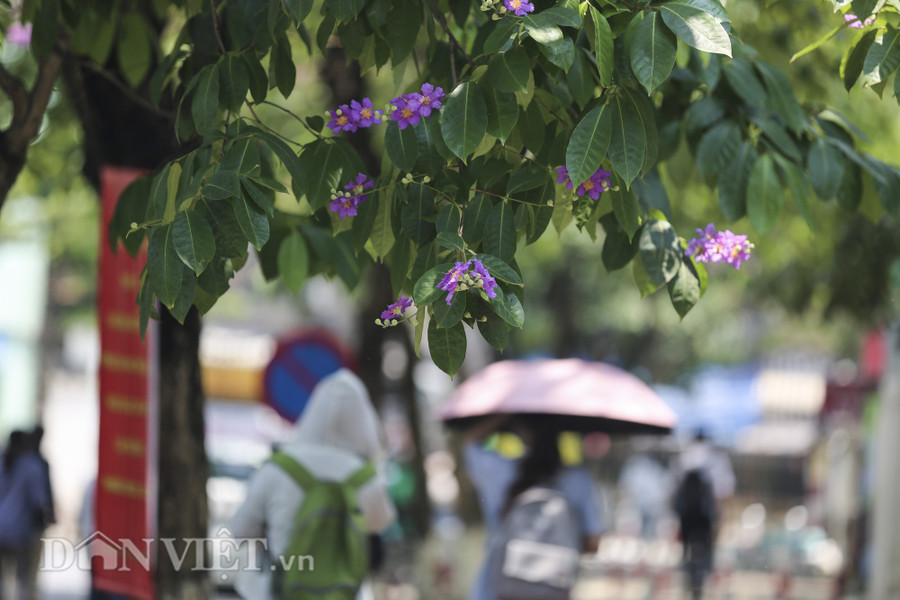 Lặng lẽ khoe sắc dưới những tán cây, hoa bằng lăng khơi gợi bao cảm xúc, suy tư về những ký ức, hoài niệm đã qua.
