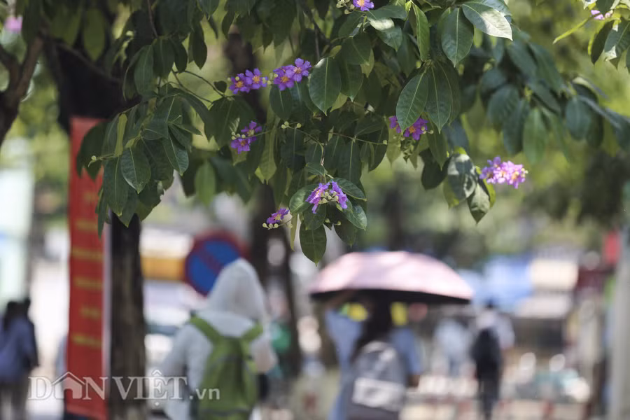 Lặng lẽ khoe sắc dưới những tán cây, hoa bằng lăng khơi gợi bao cảm xúc, suy tư về những ký ức, hoài niệm đã qua. Lặng lẽ khoe sắc dưới những tán cây, hoa bằng lăng khơi gợi bao cảm xúc, suy tư về những ký ức, hoài niệm đã qua.