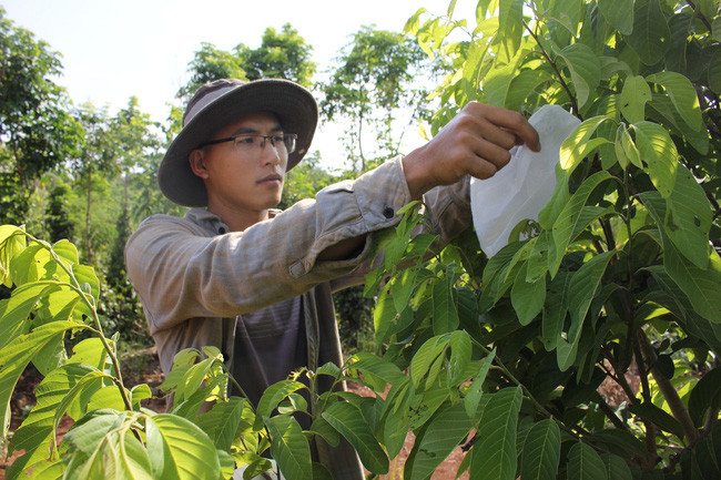Để sâu bọ phát triển tự nhiên, anh Công dùng màng bọc để bảo vệ trái cây khỏi bị chích hút. (Ảnh: PL)