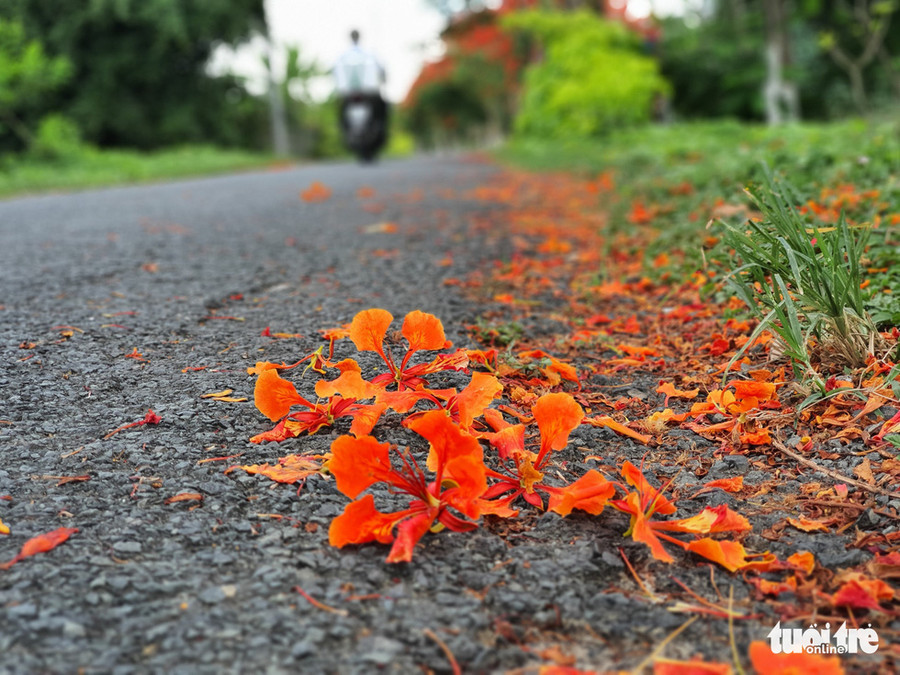 Hoa phượng dường như nhuộm đỏ mặt đường này - Ảnh: CHÍ QUỐC