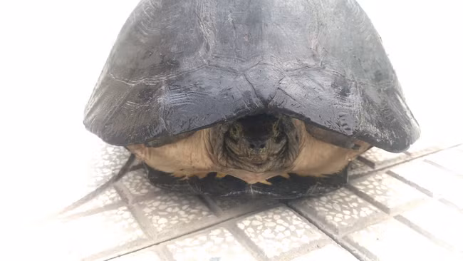 Con càng đước nặng gần 10kg rất khỏe mạnh