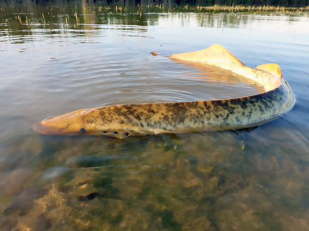 Thủy quái có đặc điểm hút máu con mồi đến khô xác.