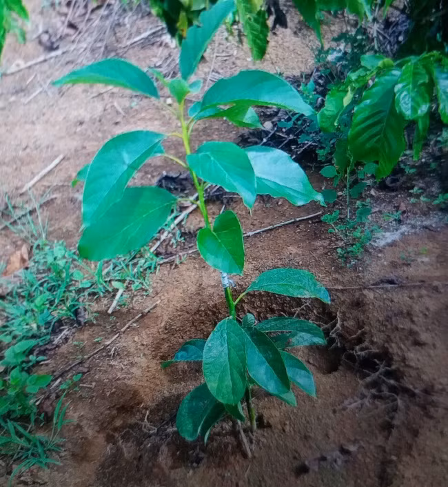 Gần 80 cây bơ 034 mới trồng của gia đình bà Đào đã bị kẻ xấu nhổ trộm.